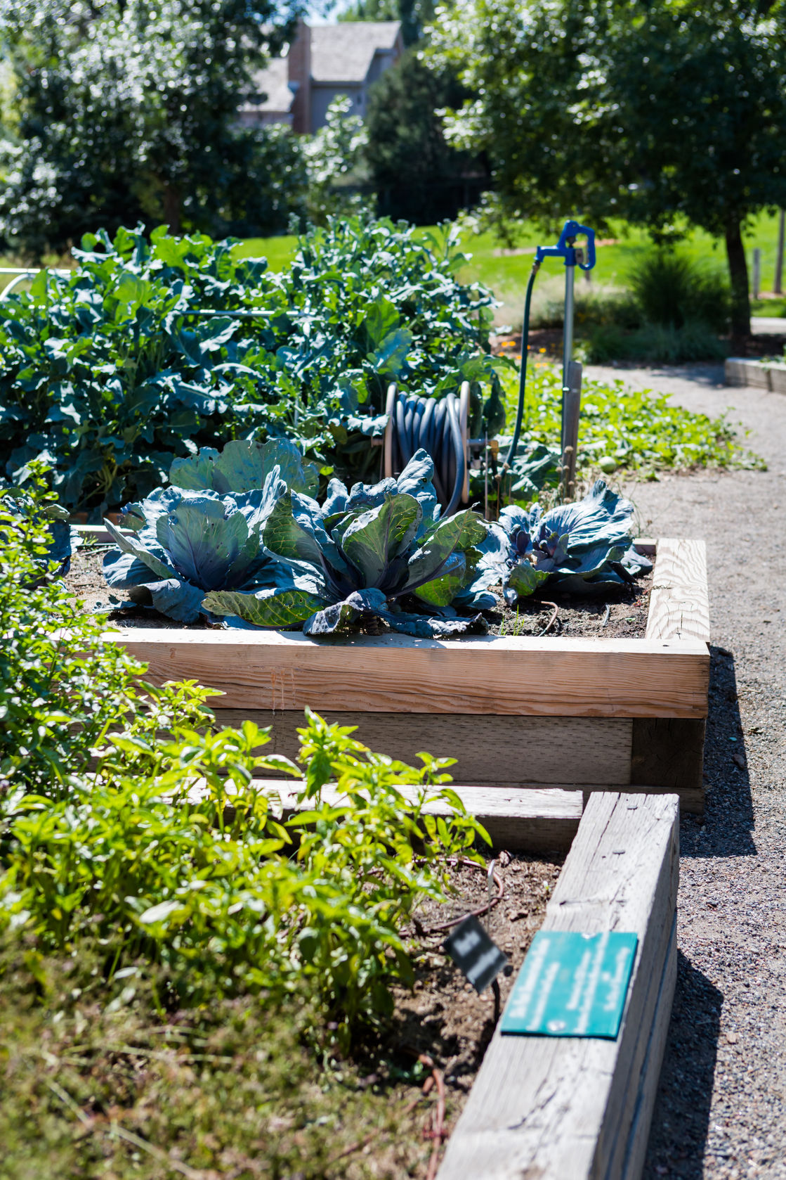 Organic container gardening